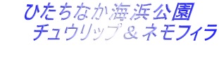 ひたちなか海浜公園 　　チュウリップ＆ネモフィラ 　　 