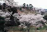 西山公園