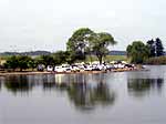 久慈川粟原釣場