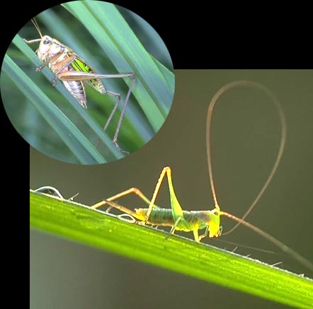 �L���M���X