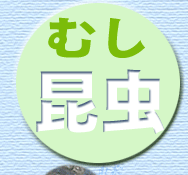 v쐅n̍