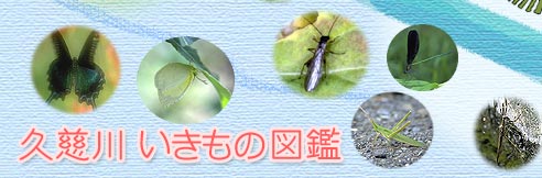 v쐅n̍