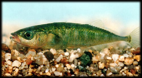 �~�C�^�C�g�� 