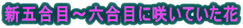 V܍ځ`Zڂɍ炢Ă 