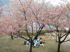 hanami-3s