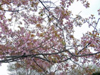 hanami-5s
