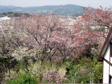 山桜