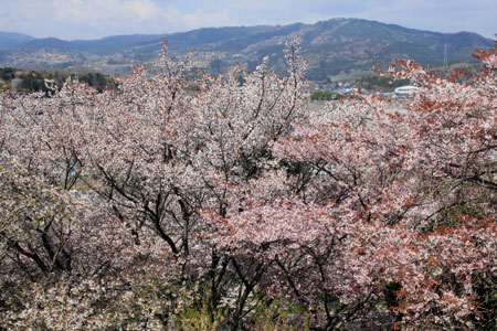 山桜