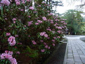 高野山シャクナゲ